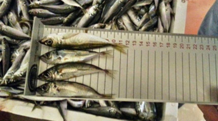 Yasal boy sınırı altında avlanan 90 ton istavrite el konuldu