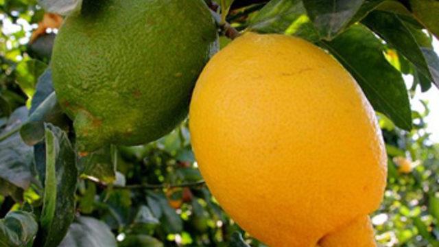 İklim şartlarından verimi düşen limon el yakacak