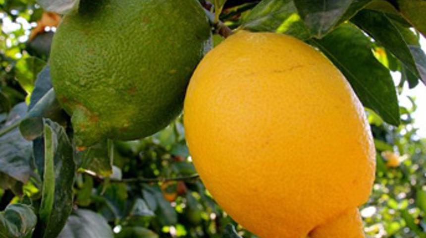 İklim şartlarından verimi düşen limon el yakacak