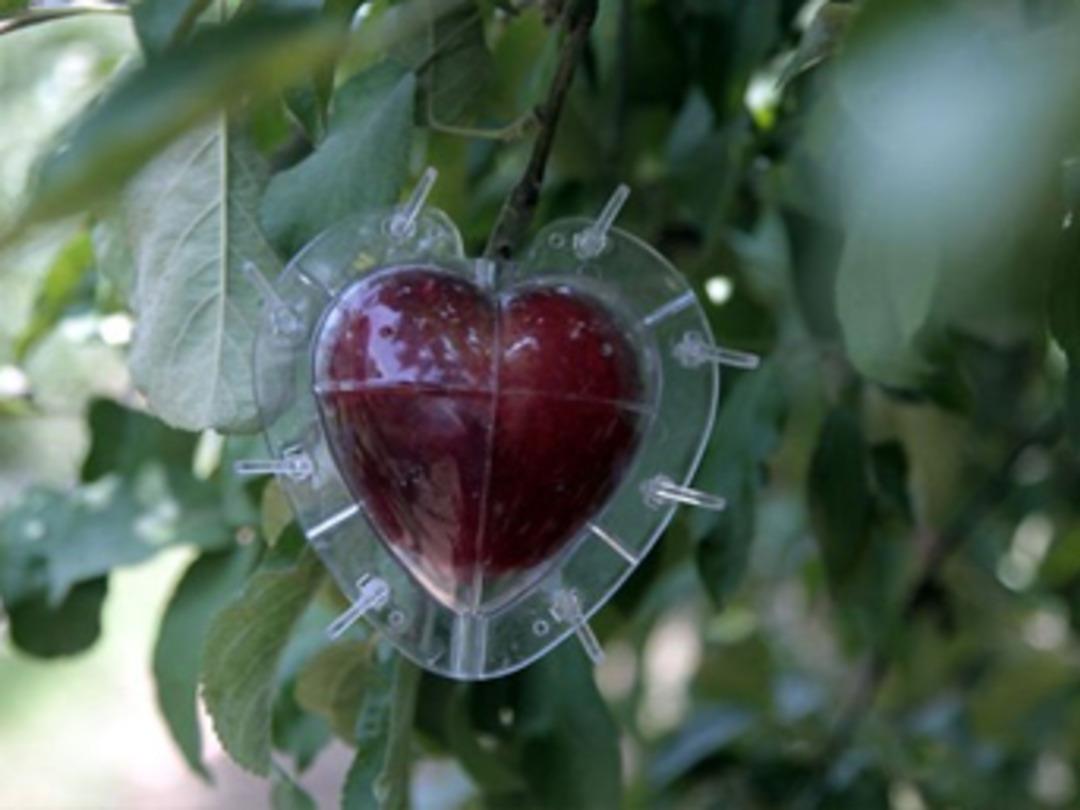 Kalp ve k&uuml;p şeklindeki elmaların 7 yıldızlı otellere g&ouml;deriyor