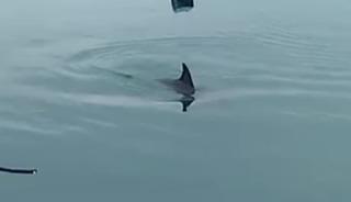 Limanda mahsur kalan yunus kurtarıldı