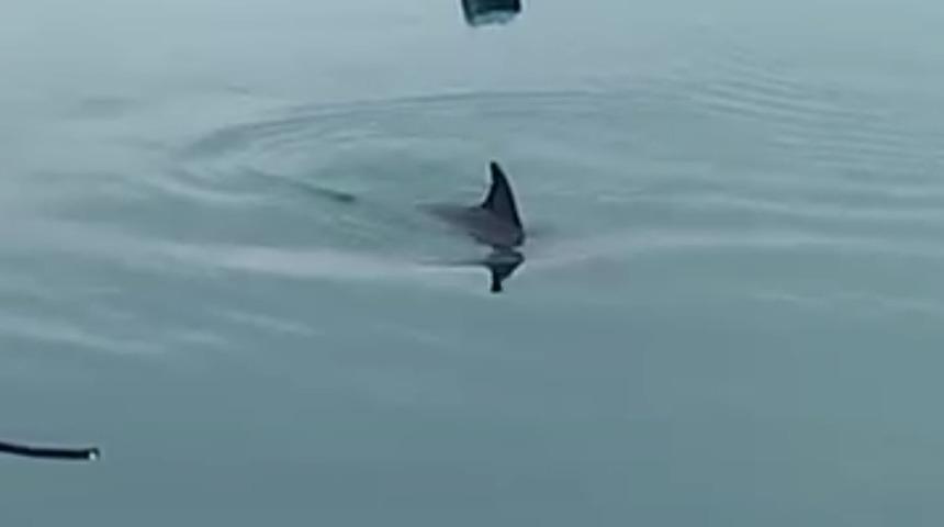 Limanda mahsur kalan yunus kurtarıldı