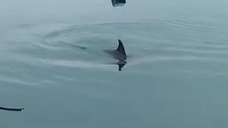 Limanda mahsur kalan yunus kurtarıldı