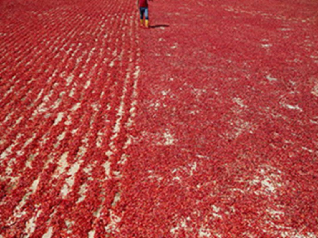 Gaziantep'te kadınlar kasası 5 TL'den acı biber temizliyor