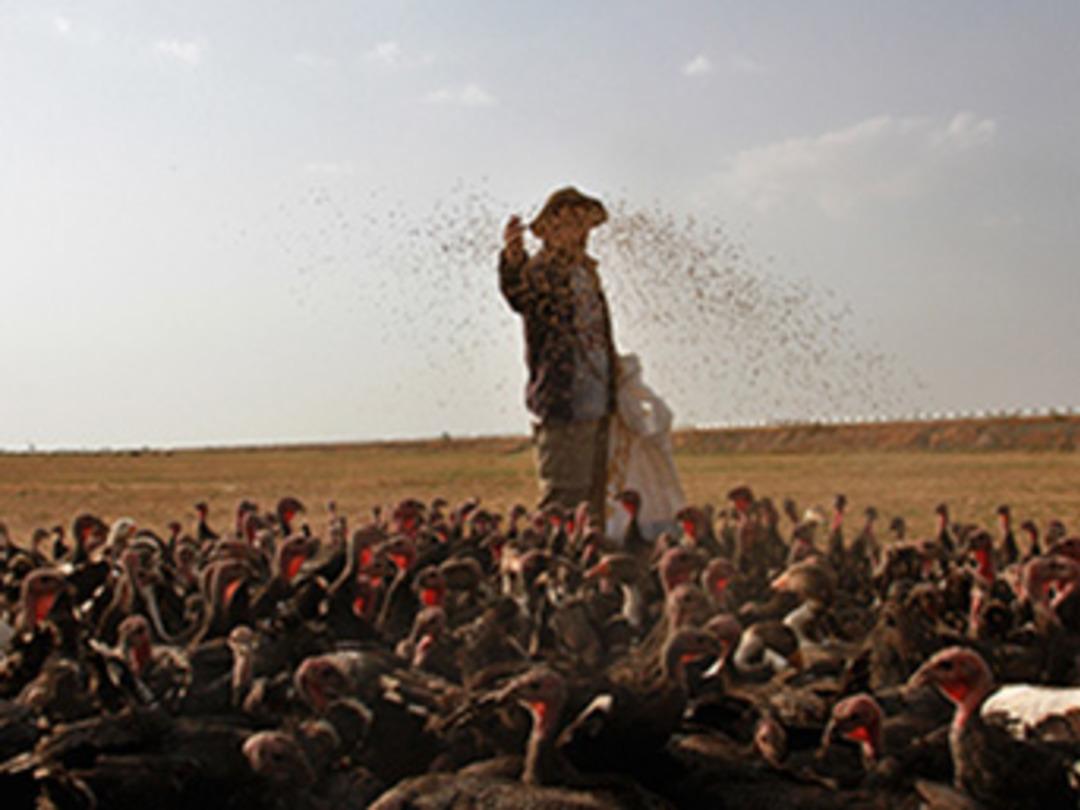 Memleket hasreti kaz &ccedil;iftliği sahibi yaptı