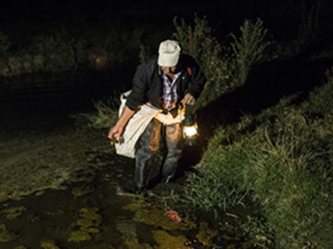 Topladığı kurbağaların porsiyonu 30 TL'den satılıyor