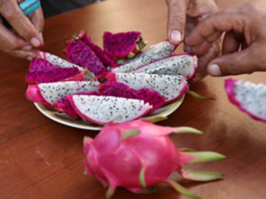 &Ccedil;ift&ccedil;inin umudu: Ejder meyvesi