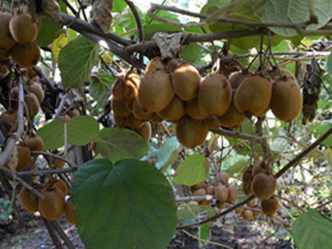 Mersin'de kivi hasadı başladı