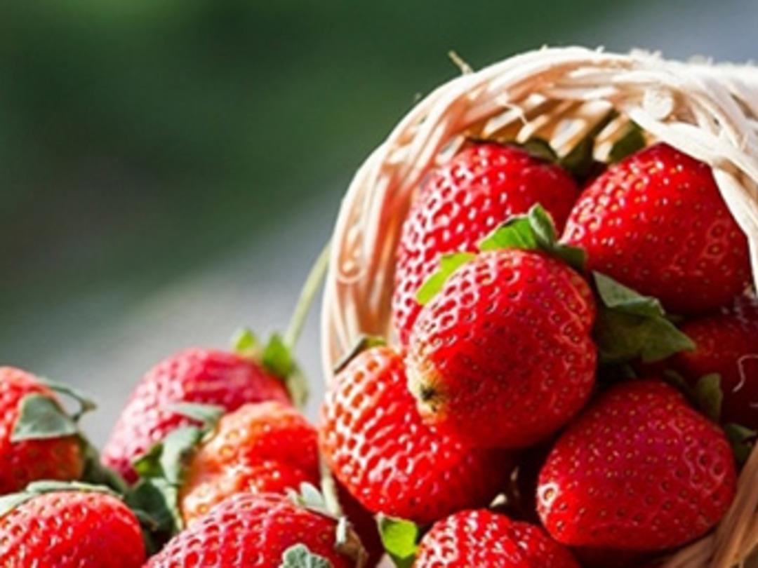 &Ccedil;ileğin Ordu'ya yıllık getirisi 5 milyon lira