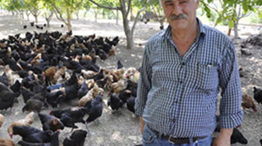 Düğünde duyduğu fikirle tavuk çiftliği kurdu