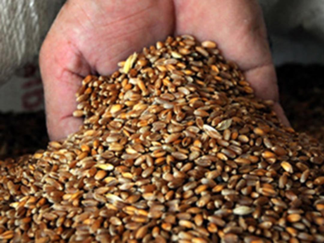 Karakıl&ccedil;ık buğdayının ABD'ye ihracatı i&ccedil;in ilk adım atıldı