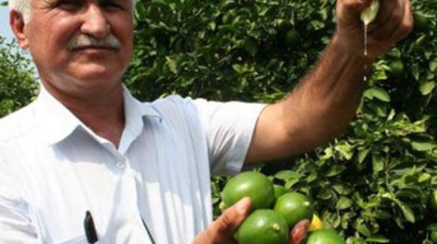 Limon altın yılını yaşayacak