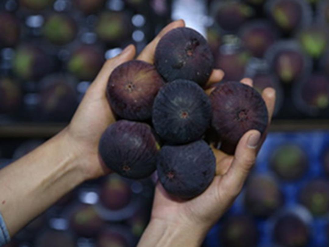 Bursa siyahındaki ihracat 10 bin tona yaklaştı