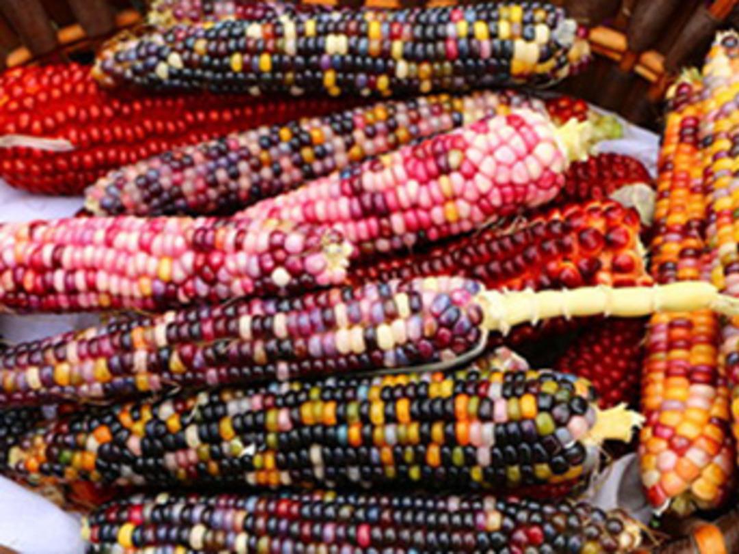 Renkli mısır tohumlarını ABD'den getirerek &uuml;retime başladı
