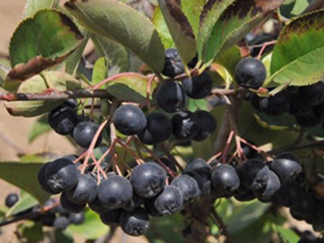 Aronya T&uuml;rkiye&acute;de ilk defa Yalova&acute;da &uuml;retildi