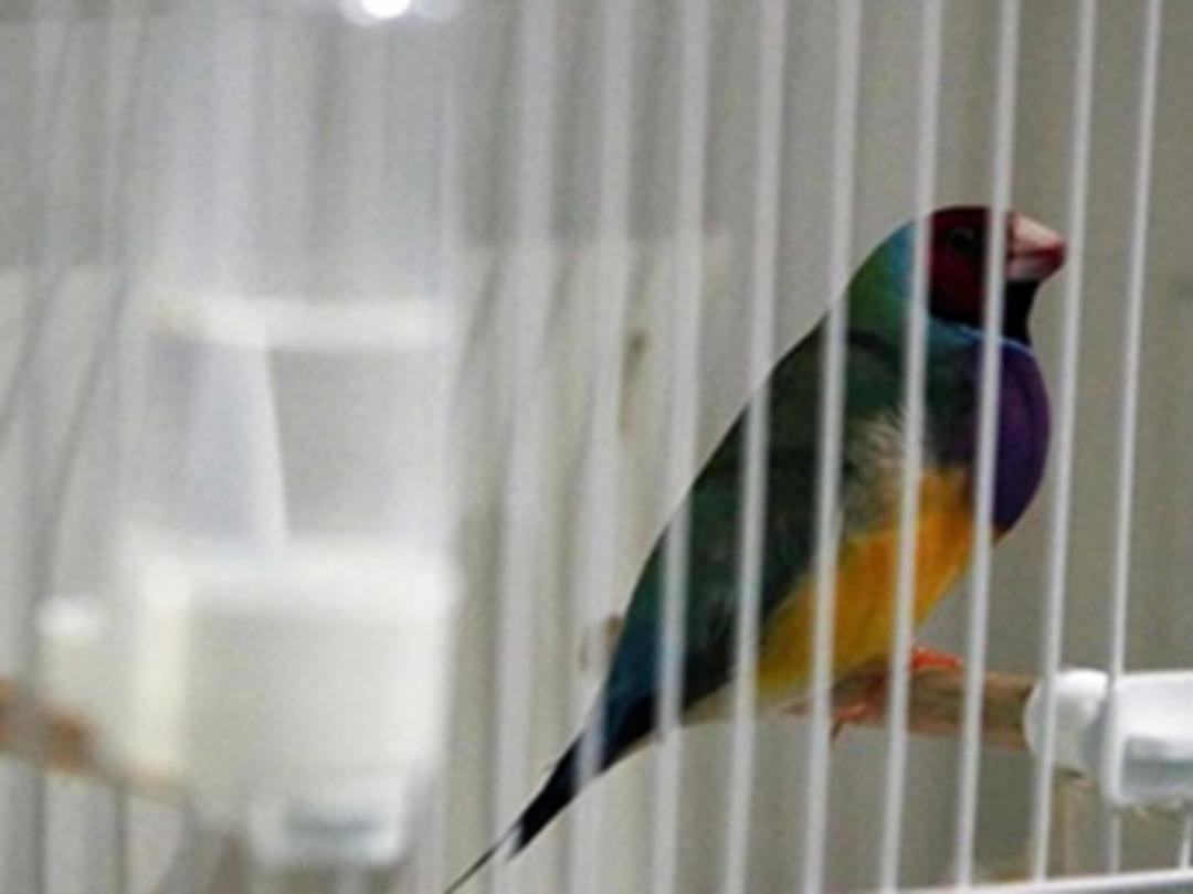 AGİ kuş t&uuml;rleri 41 bin 700 liraya alıcı buluyor