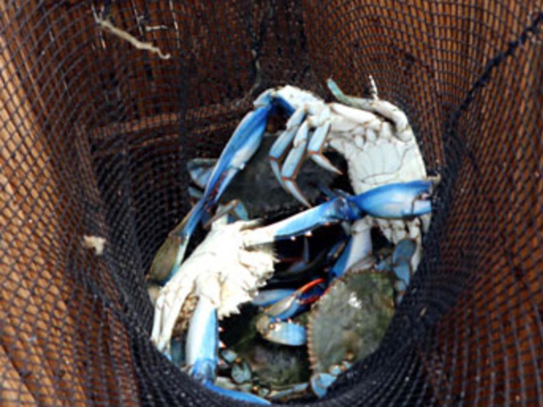 Ağlarını yırtan yenge&ccedil;ler ekmek kapıları oldu