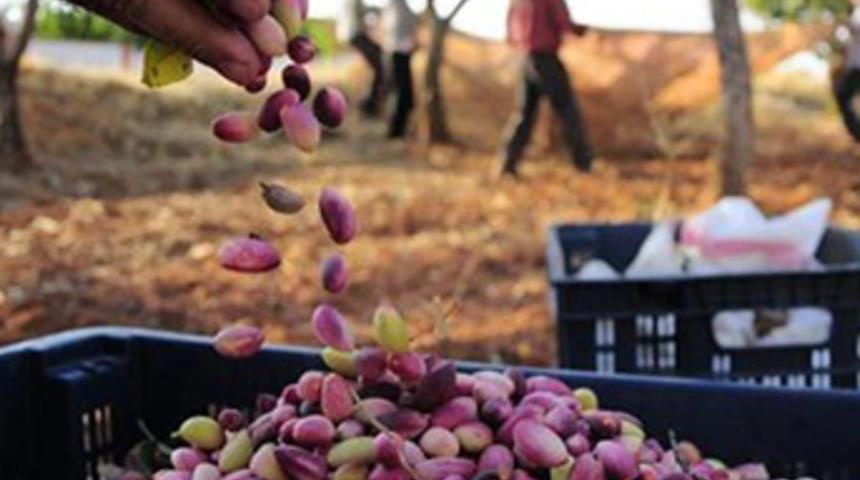 Antep fıstığının fiyatı altınla yarışıyor