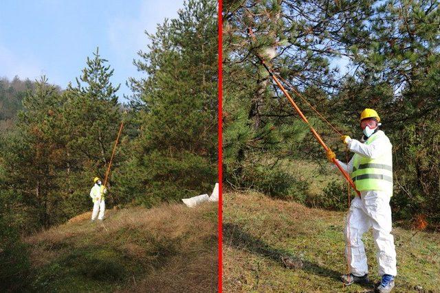 Yığılca’da orman zararlıları ile mücadele yapıldı