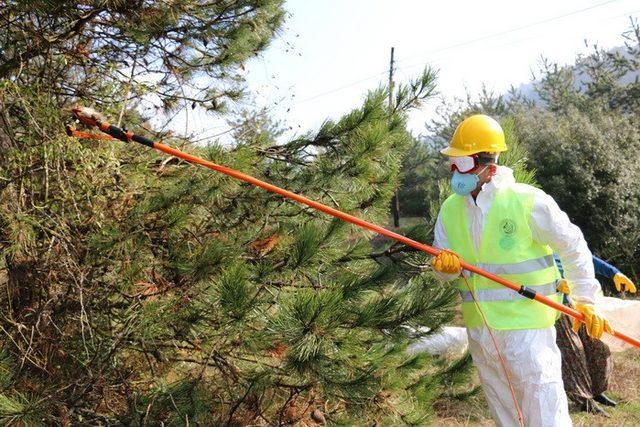 Yığılca’da orman zararlıları ile mücadele yapıldı