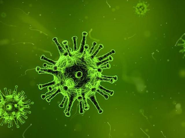 &Ouml;l&uuml;mc&uuml;l vir&uuml;s alarmı! Nipah vakaları arttı