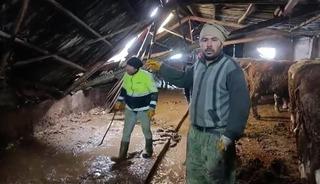 Ahırın &ccedil;atısı yağan karın ağırlığını taşıyamadı, hayvanlar komşuların yardımıyla kurtarıldı