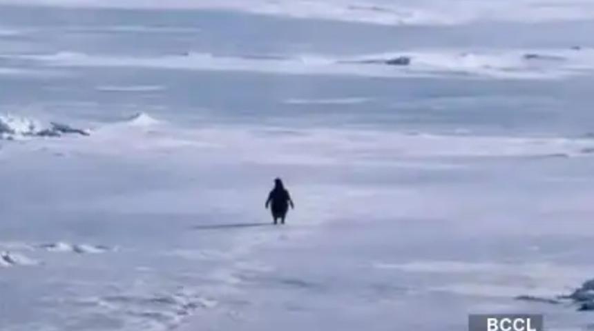 Nihilist penguen akımı sosyal medyayı sallıyor: Anlamı ne?