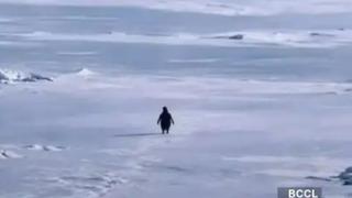 Nihilist penguen akımı sosyal medyayı sallıyor: Anlamı ne?