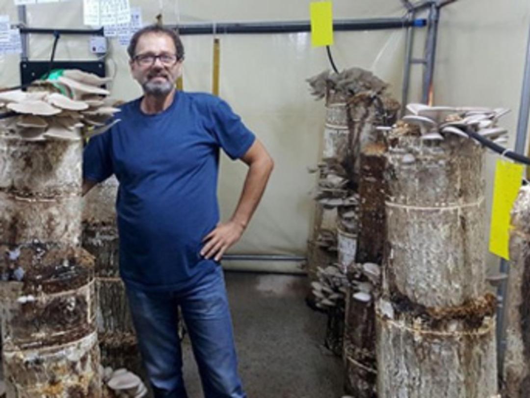 İstiridye mantarını ağa&ccedil; k&uuml;t&uuml;ğ&uuml;nde yetiştiriyor