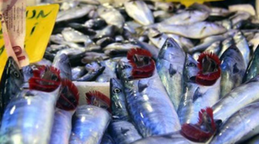 Samsun'da palamut patlaması yaşanıyor