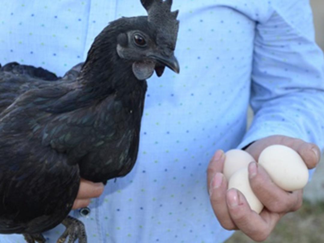 Hobi olarak 'servet' yetiştiriyor