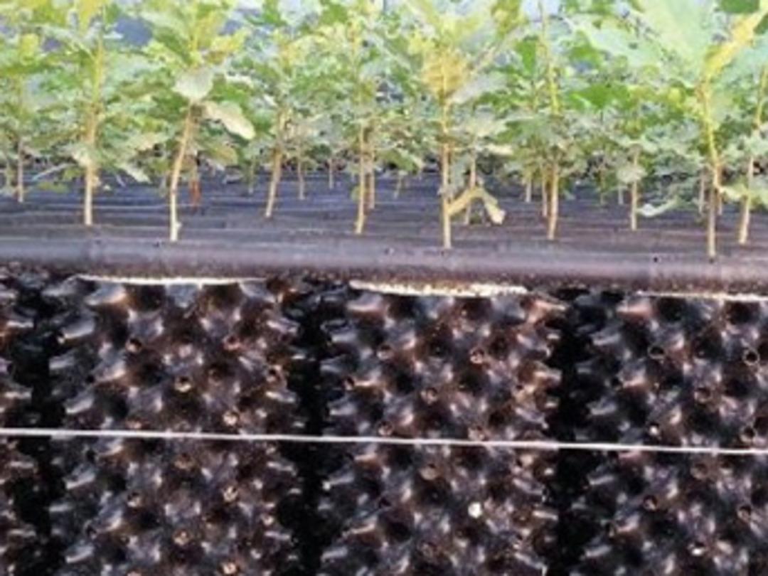 Tr&uuml;f mantarı T&uuml;rkiye ekonomisine kazandırılacak