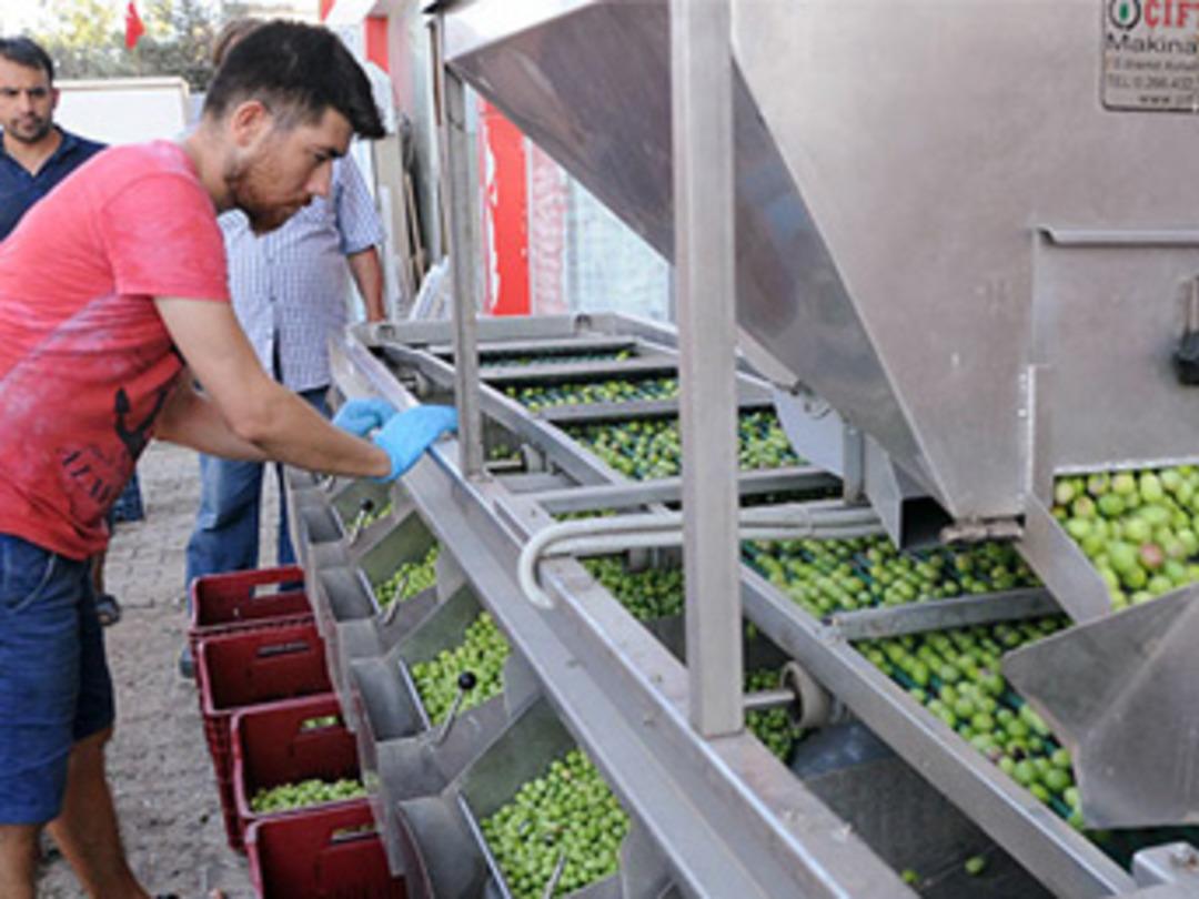 Gen&ccedil; girişimci atanamayınca zeytin kırma tesisi kurdu
