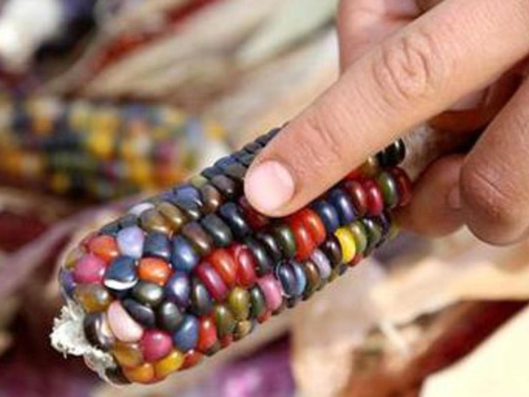 ABD'den getirdiği tohumlarla rengarenk mısır &uuml;retti