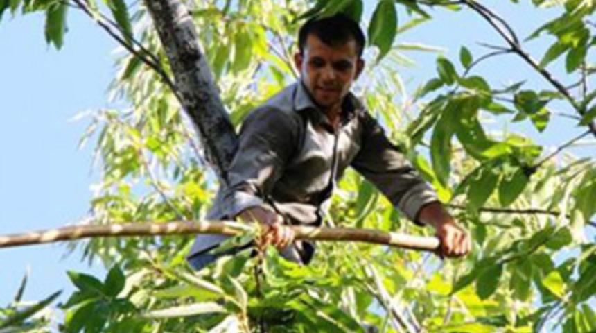 Kestane üreticileri aylık 9 bin liraya çalışacak işçi arıyor
