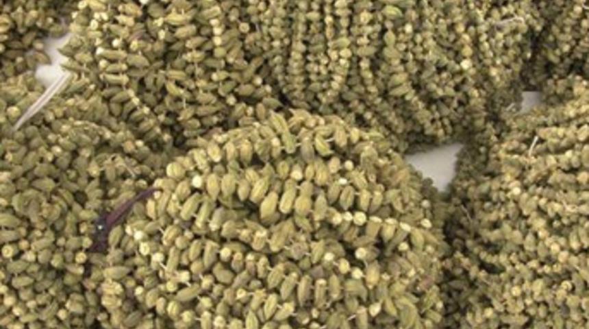 Kuru bamya gram altınla yarışıyor