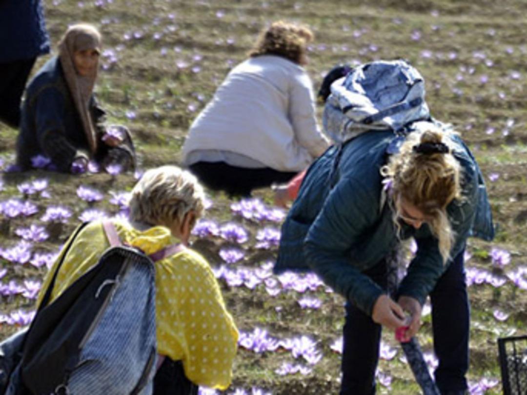 Safran tarlaları turistlerin uğrak yeri oldu