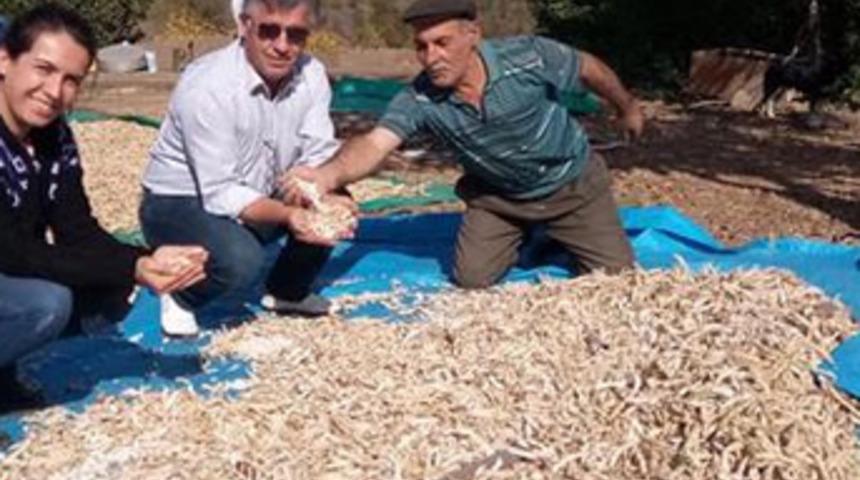 Tescilli organik fasulyenin kilosu 35 liradan satılıyor