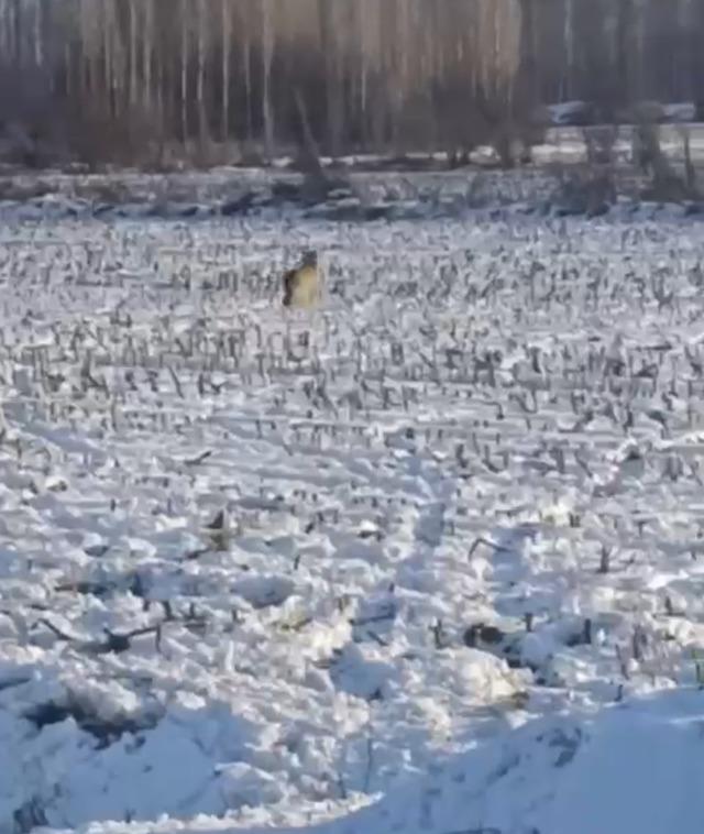 Iğdır’da kurtlar yerleşim yerlerine indi 1