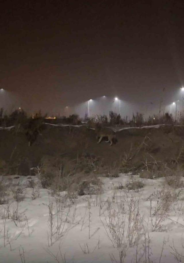 Iğdır’da kurtlar yerleşim yerlerine indi 2