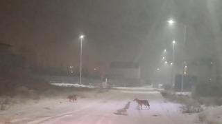 Iğdır’da kurtlar yerleşim yerlerine indi