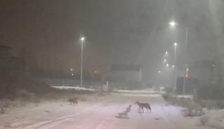 Iğdır&rsquo;da kurtlar yerleşim yerlerine indi