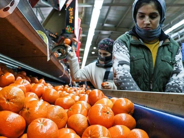 Narenciye ihracatı 1 milyar 477 milyon 58 bin dolar kazandırdı 'Hepsi de rağbet g&ouml;r&uuml;yor'