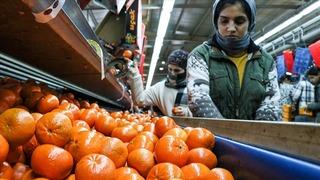 Narenciye ihracatı 1 milyar 477 milyon 58 bin dolar kazandırdı 'Hepsi de rağbet görüyor'