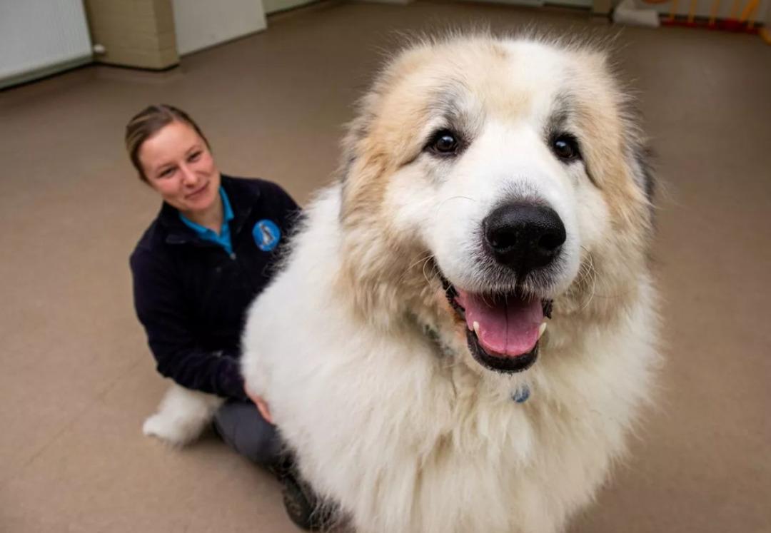 Kutup ayısı b&uuml;y&uuml;kl&uuml;ğ&uuml;nde: 66 kiloluk dev k&ouml;pek sahiplendirildi 1