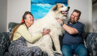 Kutup ayısı b&uuml;y&uuml;kl&uuml;ğ&uuml;nde: 66 kiloluk dev k&ouml;pek