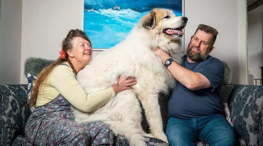 Kutup ayısı b&uuml;y&uuml;kl&uuml;ğ&uuml;nde: 66 kiloluk dev k&ouml;pek sahiplendirildi