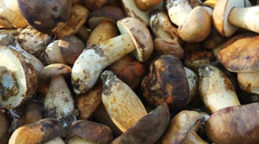 Bolet mantarı köylünün geçim kaynağı oldu