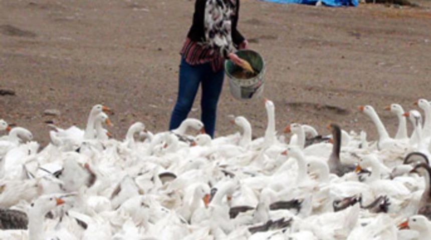 İşsizdi, köyde kurduğu kaz tesisiyle kendi işinin patronu oldu