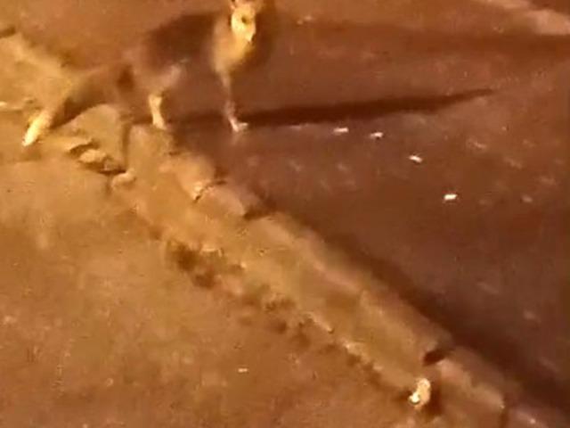 Elmadağ&rsquo;da a&ccedil; kalan tilkiler şehir merkezine indi